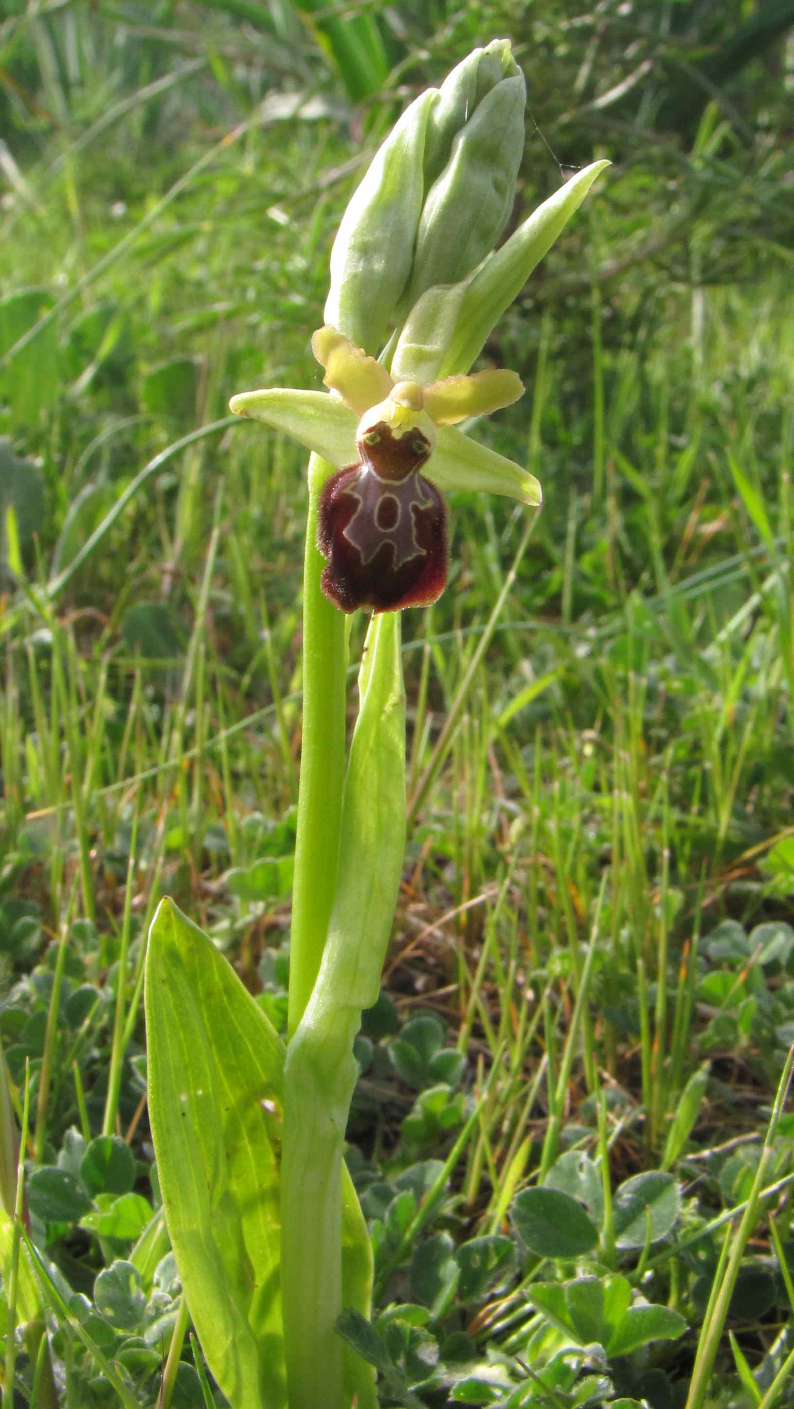 ophrys